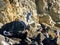 Group of birds: herons, cormorant, gulls in the rocks of sea beach