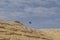 Group of birds known by ravens in the Namibe Desert. Angola. Africa