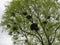 Group of birds nests in mature tree