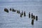 Group of birds on pilings