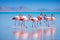 Group birds of pink african flamingos walking around the blue lagoon, Generated AI