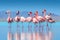 Group birds of pink flamingos walking around the blue lagoon on a sunny day by Generative AI