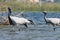 Group of birds at river. Group of demoiselle cranes at river l. Grus virgo.