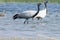 Group of birds at river. Group of demoiselle cranes at river l. Grus virgo.