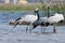 Group of birds at river. Group of demoiselle cranes at river l. Grus virgo.