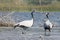 Group of birds at river. Group of demoiselle cranes at river l. Grus virgo.