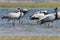 Group of birds at river. Group of demoiselle cranes at river l. Grus virgo.