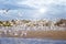 The group of birds, sandwich terns in seabird park and reserve of Senegal, Africa. They flies over the beach and above the surface