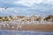 The group of birds, sandwich terns in seabird park and reserve of Senegal, Africa. They flies over the beach and above the surface