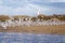 The group of birds, sandwich terns in seabird park and reserve of Senegal, Africa. They flies over the beach in lagoon Somone