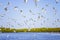 The group of birds, sandwich terns in seabird park and reserve of Senegal, Africa. They are flying in lagoon Somone