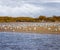 The group of birds, sandwich terns in seabird park and reserve of Senegal, Africa. They are going on the beach in lagoon Somone