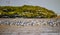 The group of birds, sandwich terns in seabird park and reserve of Senegal, Africa. They are going on the beach in lagoon Somone