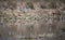 Group of birds soaring above a serene forest river.