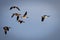 Group of birds soaring through a clear blue sky