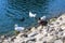 A group of birds standing on the rock banks of the lake at Echo Park Lake