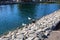 A group of birds standing on the rock banks of the lake at Echo Park Lake