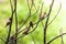 A group of birds of the type Estrildidae sparrow or estrildid finches perched on a bamboo branch in a sunny morning