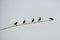 A group of birds on wooden poll of electricity supply