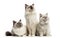 Group of Birman cats sitting in a row,