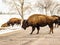 Group of Bison Crossing the Road