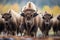 group of bison during rutting season interactions