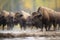 group of bison during rutting season interactions