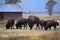 A group of bison standing near the John Moulton barn at Mormon Row in Grand Teton National Park, Wyoming.