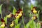 Group of the bizarre looking ladys slipper orchids