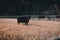 Group of black Aberdeen Angus grazing in the field and looking at the camera in Montana