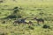 Group of black-backed jackals in the african savannah.