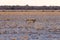 Group of Black Backed Jackals on the desert pan at sunset. Etosha National Park, the main travel destination in Namibia, Africa.