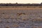 Group of Black Backed Jackals on the desert pan at sunset. Etosha National Park, the main travel destination in Namibia, Africa.