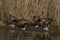 Group of Black-bellied Whistling Duck at Slimbridge