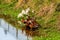 Group of Black Bellied Whistling Ducks