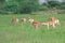 Group of Black bucks grazing in meadows 1