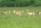 Group of Black bucks grazing in meadows 2