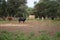 group of black bulls in the countryside of spain. The bull is art and tradition