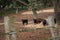 group of black bulls in the countryside of spain. The bull is art and tradition