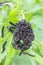 Group of black caterpillars eating from nettle plant