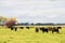 Group of black cattle (Bos taurus) grazing in the green meadow