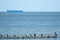 group of black cormorants stands on a jetty at the Baltic Sea and looks out for fish