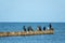 Group of black cormorants stands on a jetty at the Baltic Sea and looks out for fish