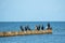 group of black cormorants stands on a jetty at the Baltic Sea and looks out for fish