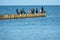Group of black cormorants stands on a jetty at the Baltic Sea and looks out for fish