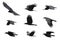 Group of black crow flying on white background. Animal.