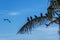 Group of black crows eating on a coconut tree