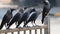 Group of black crows sitting on the railing.