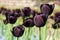 Group of black (dark purple) tulips