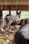Group of black donkeys with a mother and baby suckling